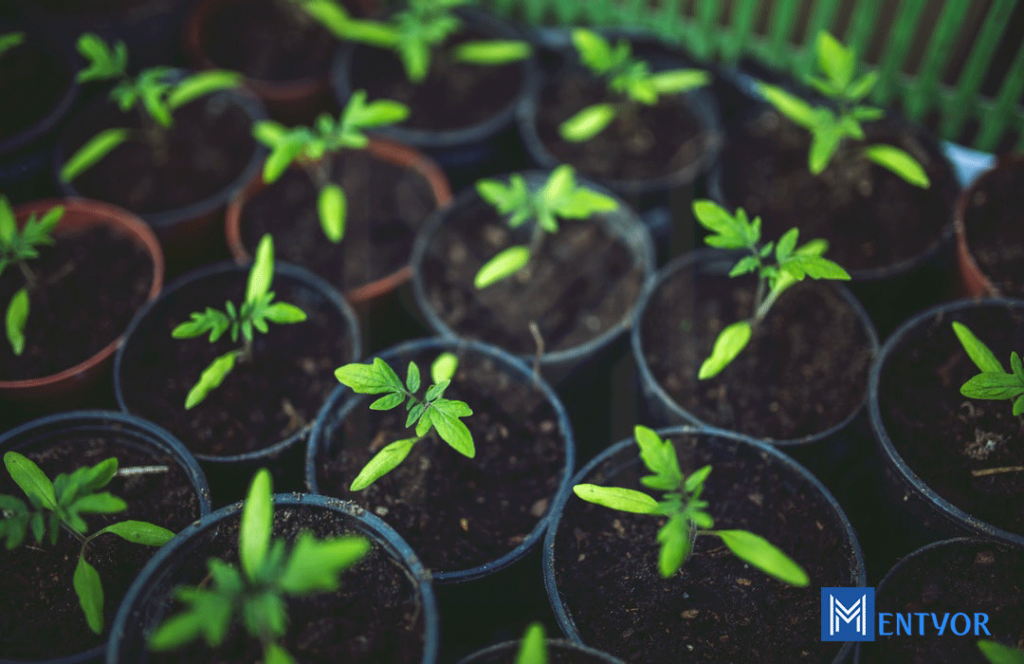 Carbon Neutrality by 2050 - Carbon Neutral